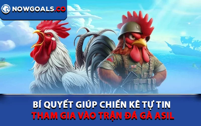 Bí quyết giúp chiến kê tự tin tham gia vào trận đá gà Asil
