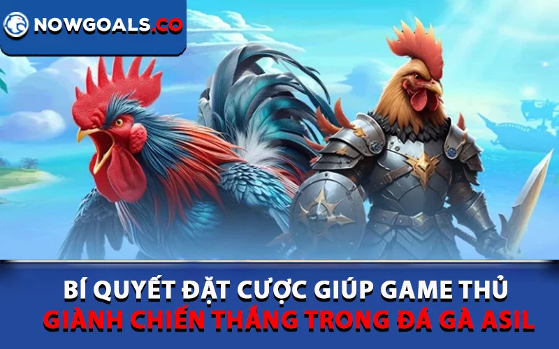Bí quyết đặt cược giúp game thủ giành chiến thắng trong đá gà Asil