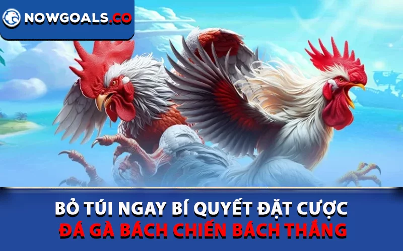 Bỏ túi ngay bí quyết đặt cược đá gà bách chiến bách thắng