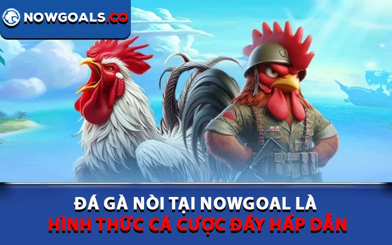 Đá gà nòi tại Nowgoal là hình thức cá cược đầy hấp dẫn