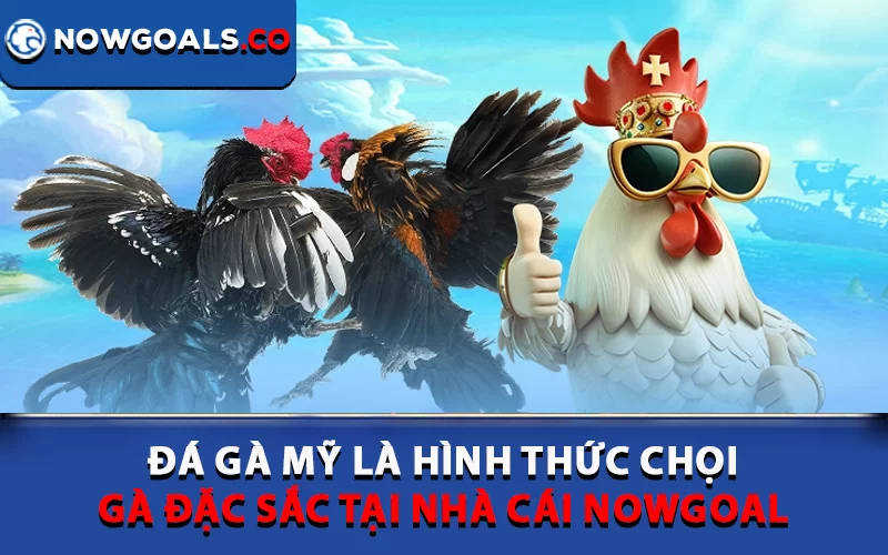 Đá gà Mỹ là hình thức chọi gà đặc sắc tại nhà cái Nowgoal 