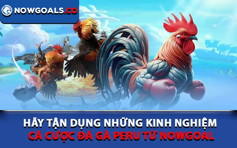 Hãy tận dụng những kinh nghiệm cá cược đá gà Peru từ Nowgoal