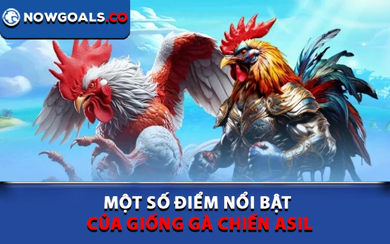 Một số điểm nổi bật của giống gà chiến Asil