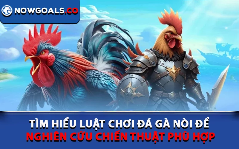 Tìm hiểu luật chơi đá gà nòi để nghiên cứu chiến thuật phù hợp