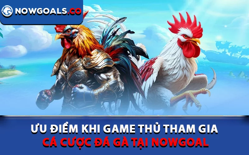 Ưu điểm khi game thủ tham gia cá cược đá gà tại Nowgoal