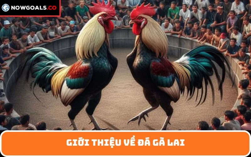 Giới thiệu về Đá Gà Lai
