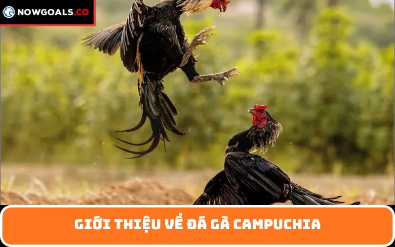 Giới thiệu về đá gà Campuchia