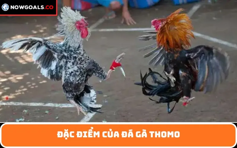 Đặc điểm của đá gà Thomo