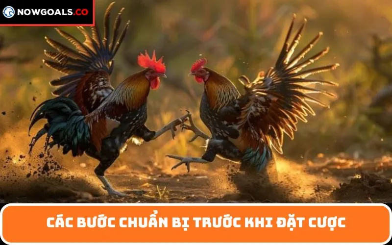 Các Bước Chuẩn Bị Trước Khi Đặt Cược