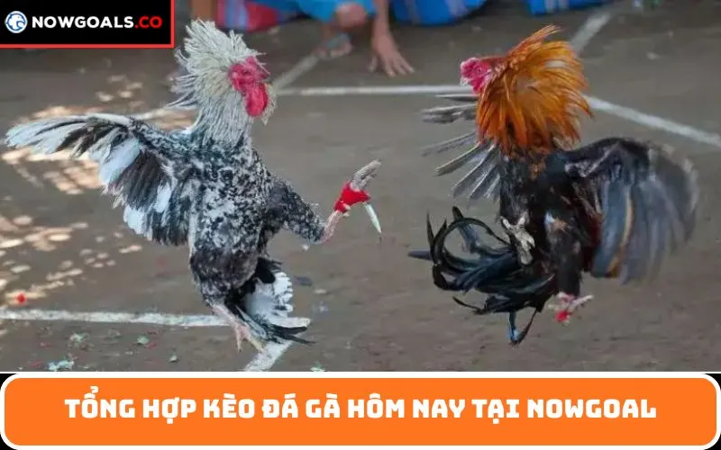 Tổng hợp kèo đá gà hôm nay tại Nowgoal
