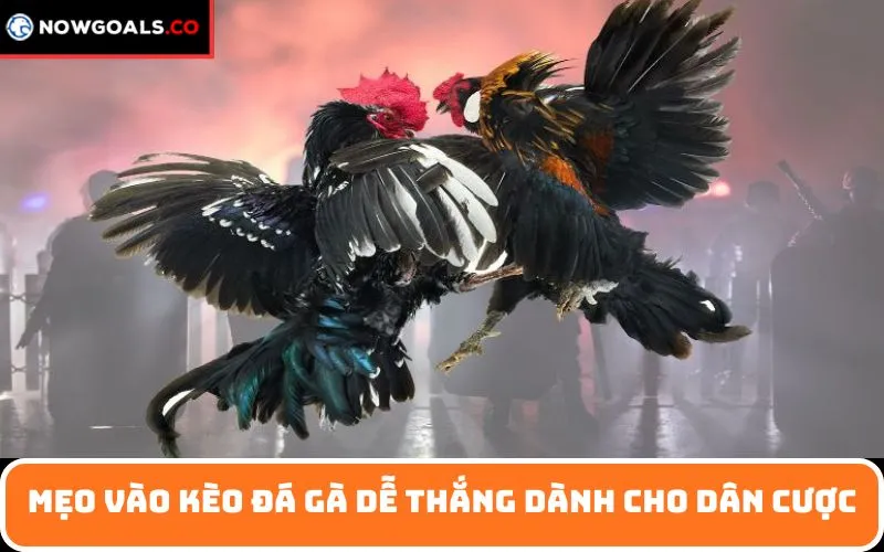 Mẹo vào kèo đá gà dễ thắng dành cho dân cược
