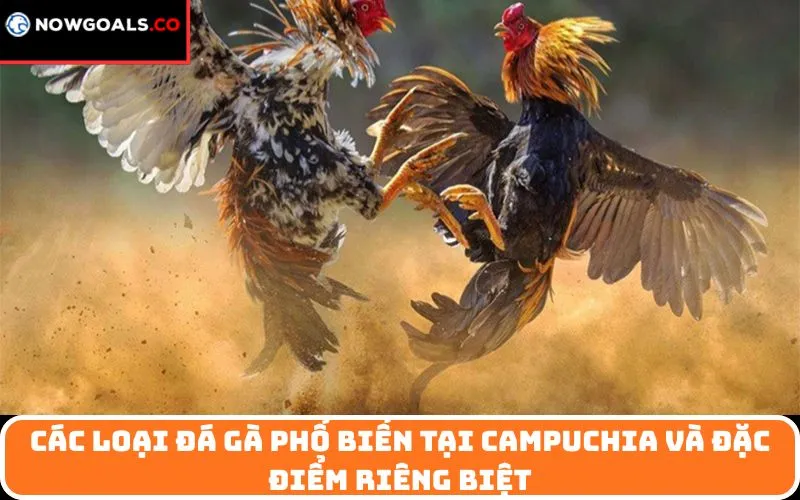 Các loại đá gà phổ biến tại Campuchia và đặc điểm riêng biệt
