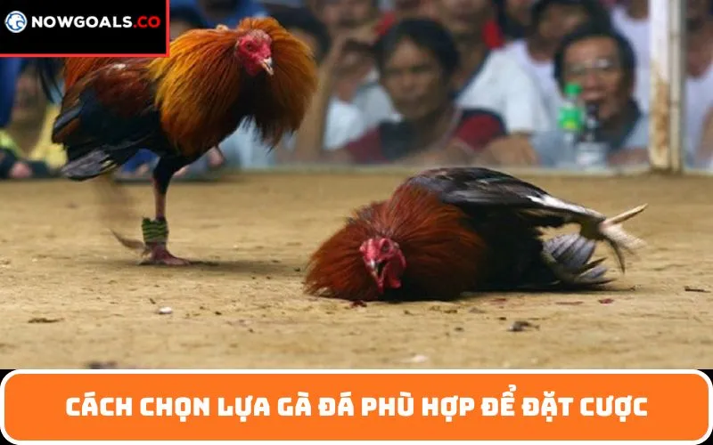 Cách Chọn Lựa Gà Đá Phù Hợp Để Đặt Cược