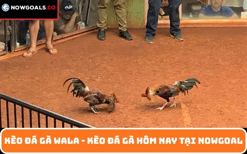 Kèo đá gà Wala - Kèo đá gà hôm nay tại Nowgoal