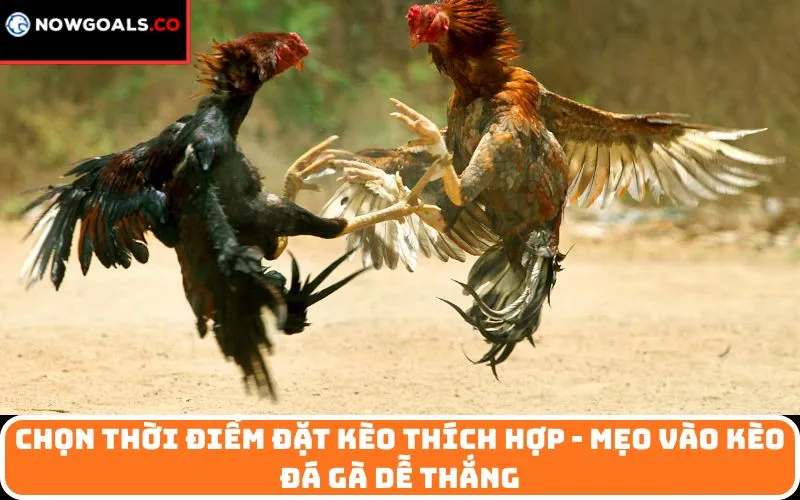 Chọn thời điểm đặt kèo thích hợp - mẹo vào kèo đá gà dễ thắng