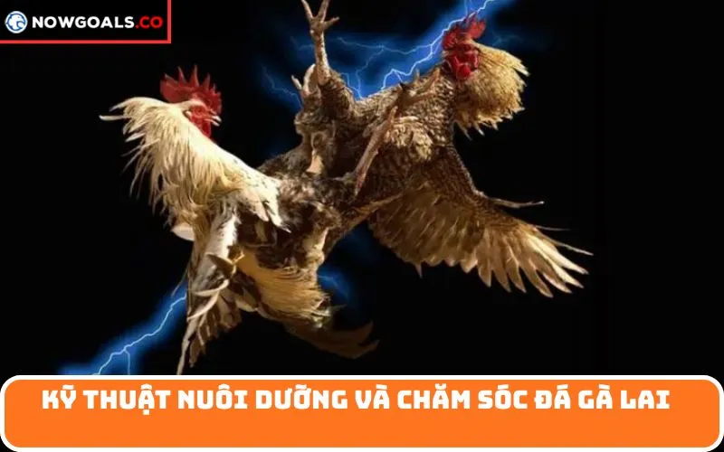 Kỹ thuật nuôi dưỡng và chăm sóc đá gà lai