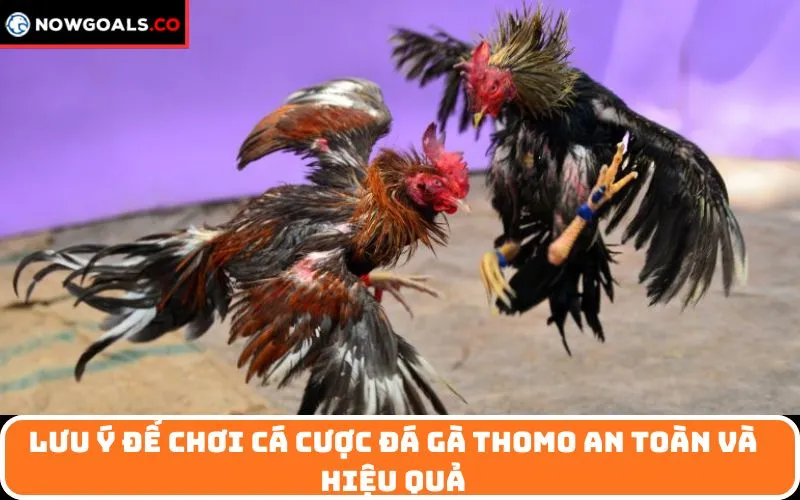 Lưu ý để chơi cá cược đá gà Thomo an toàn và hiệu quả