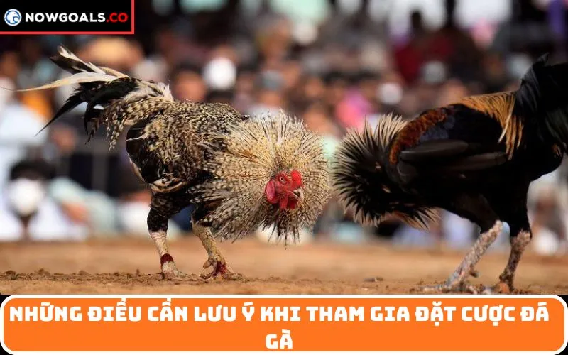 Những Điều Cần Lưu Ý Khi Tham Gia Đặt Cược Đá Gà
