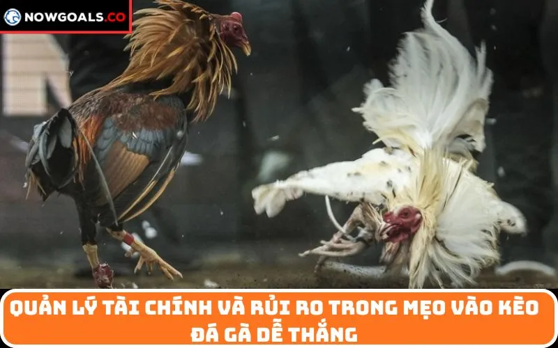 Quản lý tài chính và rủi ro trong mẹo vào kèo đá gà dễ thắng
