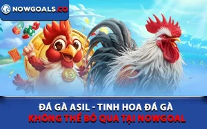 Đá Gà Asil - Tinh Hoa Đá Gà Không Thể Bỏ Qua Tại Nowgoal