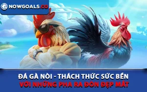 Đá Gà Nòi - Thách Thức Sức Bền Với Những Pha Ra Đòn Đẹp Mắt