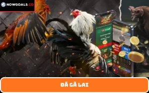 Đá gà lai