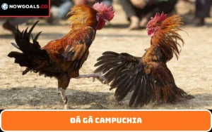 Đá gà Campuchia