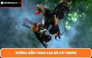 Hướng dẫn tham gia đá gà Thomo