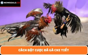 Cách đặt cược đá gà chi tiết