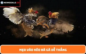 mẹo vào kèo đá gà dễ thắng