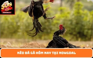 Kèo đá gà hôm nay tại Nowgoal